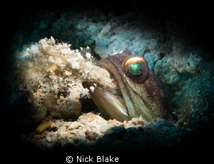 A Jawfish excavates its burrow in Manado, Indonesia by Nick Blake 